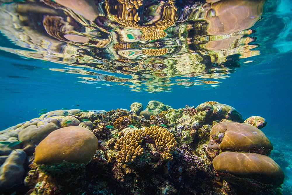 coral