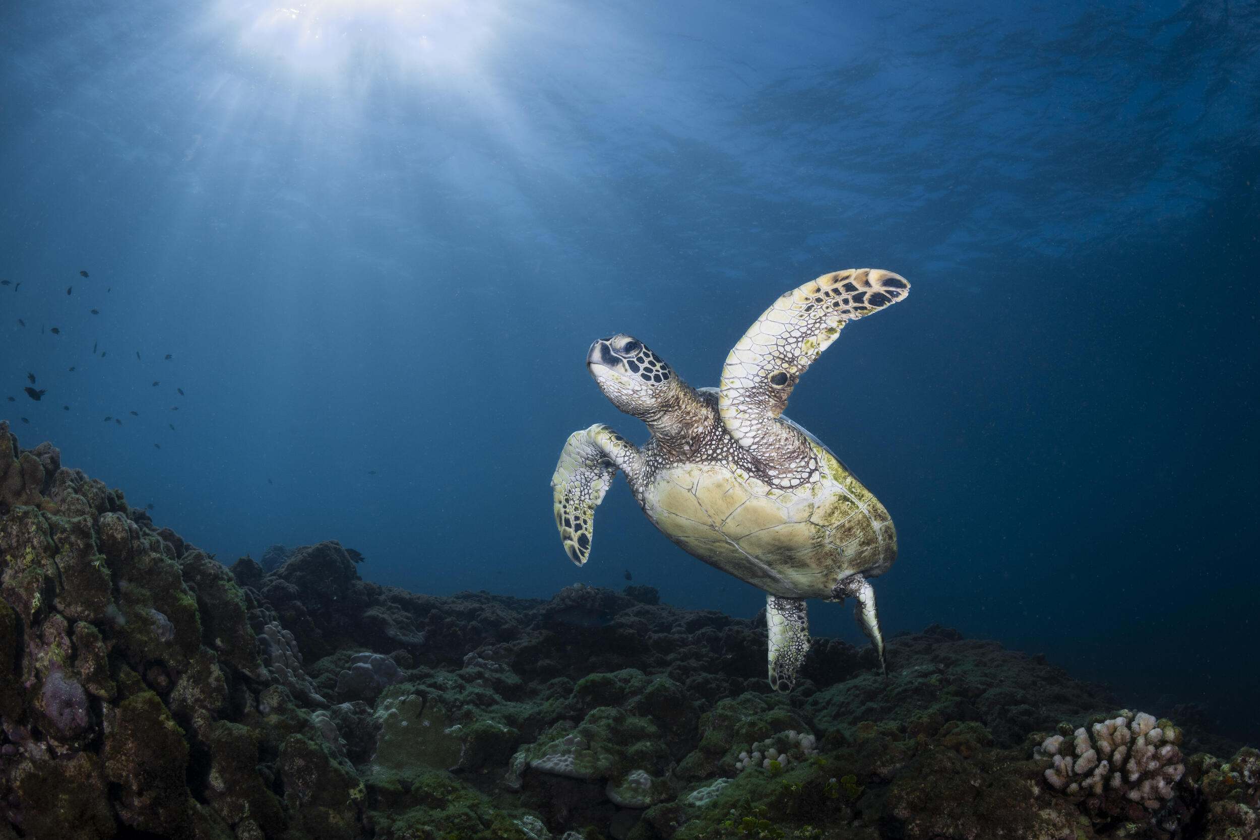 turtle